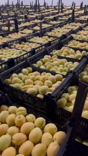 Погрузка партии армянских абрикосов для экспорта в ЕС через Польшу