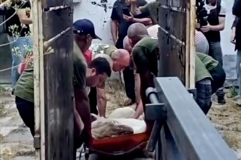 Львица в клетке, перевезенная из особняка Гагика Царукяна в Ереванский зоопарк